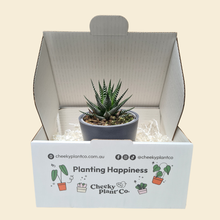 Load image into Gallery viewer, Assorted Potted Succulent Single
