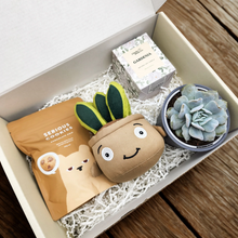 Load image into Gallery viewer, Congratulations - Succulent Hamper / Succulent Gift Box
