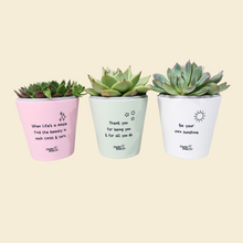Load image into Gallery viewer, Trio Assorted Succulents in Positive Pots (11cmDx11cmH) - Sydney Only
