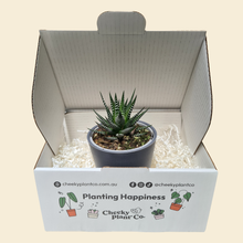 Load image into Gallery viewer, Assorted Potted Succulent Single
