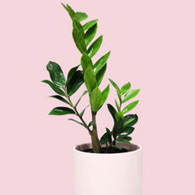 Load image into Gallery viewer, Assorted Indoor Plant in Light Pink Ceramic Pot (18cmDx18.5cmH) - Sydney Only
