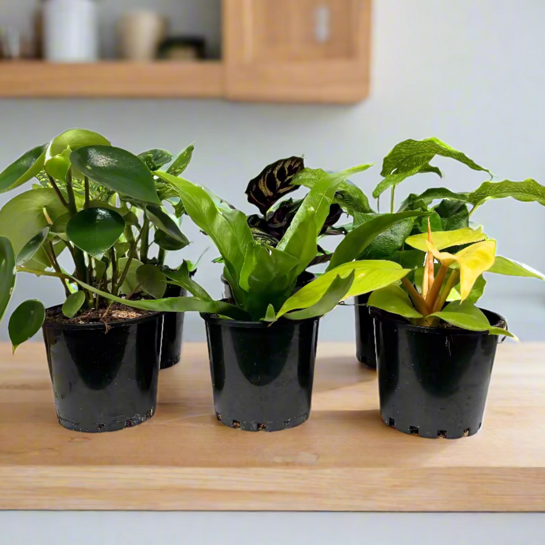 Indoor Plant Starters (Assorted Pack of 6) - 100mm - Sydney Only