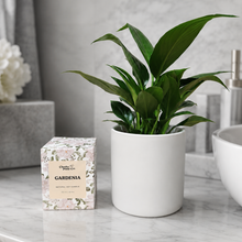 Load image into Gallery viewer, Heartfelt Condolences Gift - Peace Lily &amp; Candle - Sydney Only
