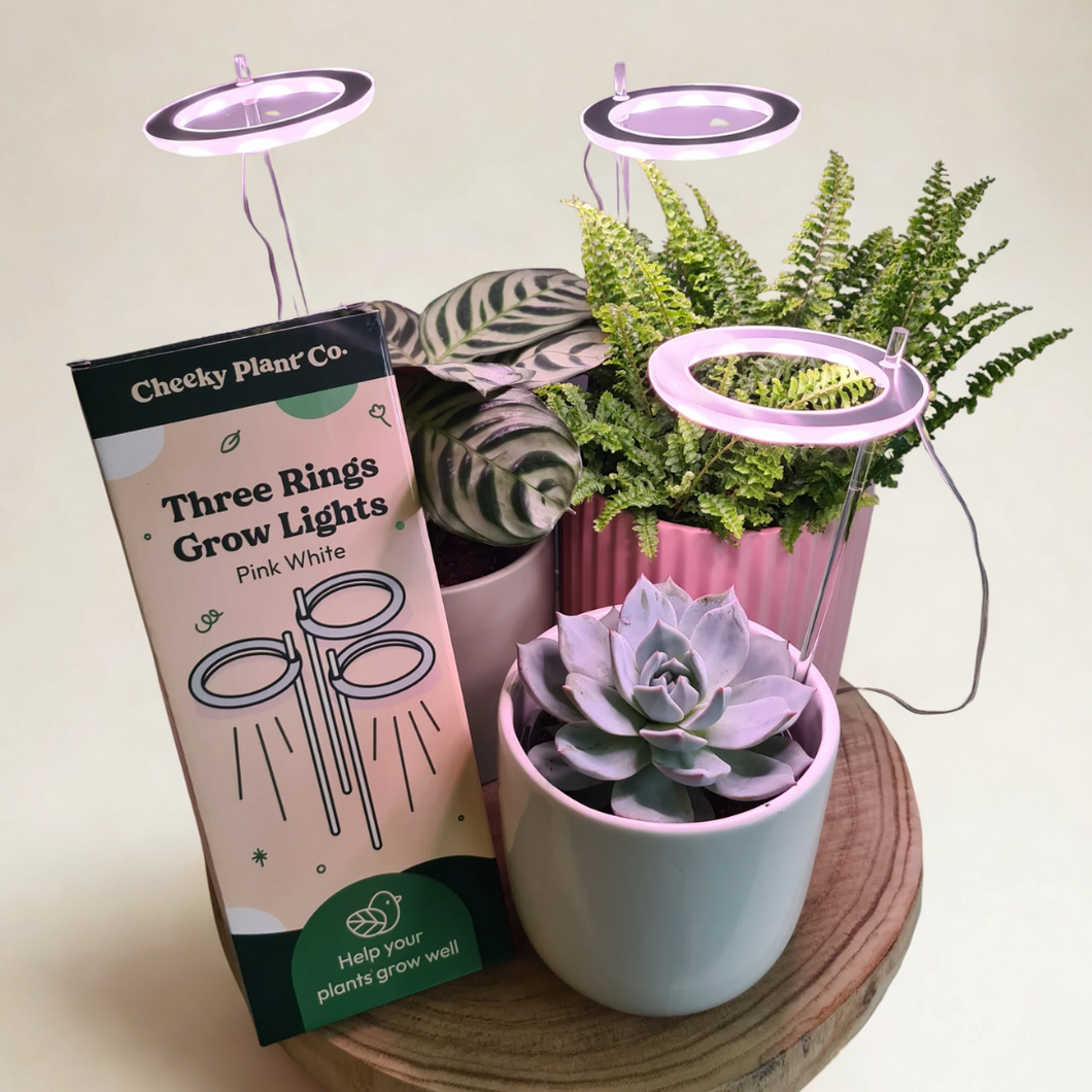 Three Rings Grow Lights - Pink White - Cheeky Plant Co.