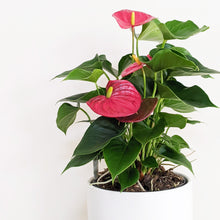Load image into Gallery viewer, Anthurium Flamingo Flower - 180mm Ceramic Pot - Sydney Only
