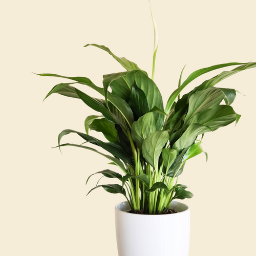 Spathiphyllum Stephanie Peace Lily - 120mm Ceramic Pot - Sydney Only