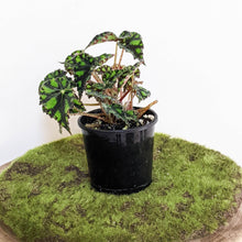 Load image into Gallery viewer, Begonia Rex Tiger Paws - 100mm

