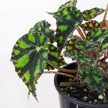 Load image into Gallery viewer, Begonia Rex Tiger Paws - 100mm

