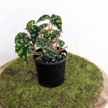 Load image into Gallery viewer, Begonia Rex Tiger Paws - 100mm
