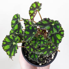 Load image into Gallery viewer, Begonia Rex Tiger Paws - 100mm
