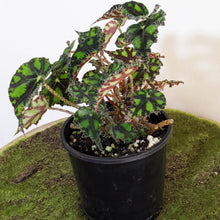 Load image into Gallery viewer, Begonia Rex Tiger Paws - 100mm
