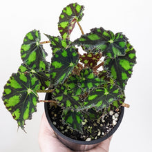 Load image into Gallery viewer, Begonia Rex Tiger Paws - 100mm
