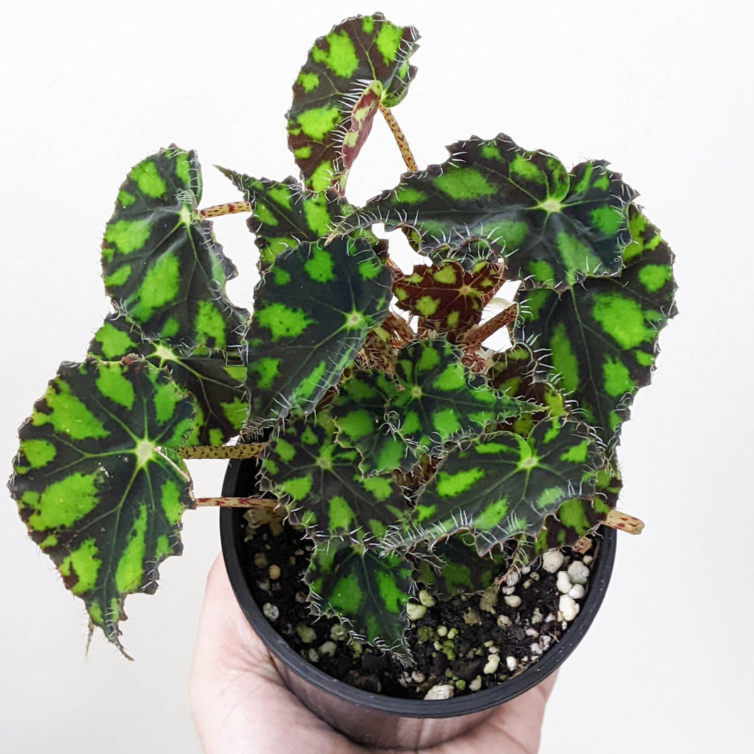 Begonia Rex Tiger Paws - 100mm