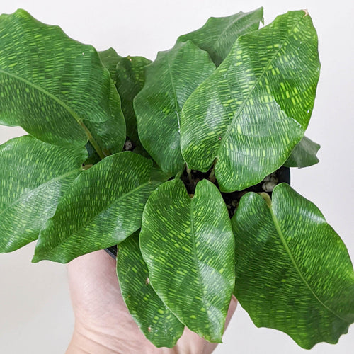 Calathea Musaica / Network Plant - 100mm