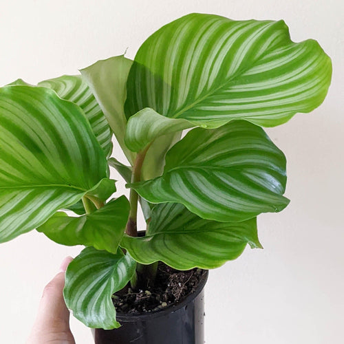 Calathea Orbifolia - 105mm