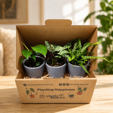 Load image into Gallery viewer, Assorted Potted Houseplant Trio
