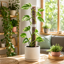Load image into Gallery viewer, Grow Plants Taller Care Bundle
