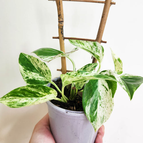 Epipremnum aureum Marble Queen / Devil's Ivy / Pothos - 105mm