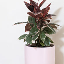 Load image into Gallery viewer, Ficus elastica Ruby (Rubber Tree Plant) - 180mm Ceramic Pot - Sydney Only
