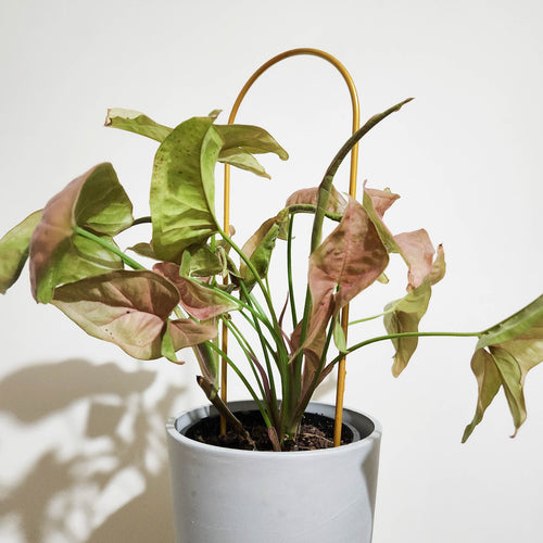 Gold Arch Plant Trellis (10x34cmH)