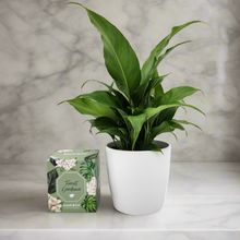 Load image into Gallery viewer, Heartfelt Condolences Gift - Peace Lily &amp; Candle - Sydney Only
