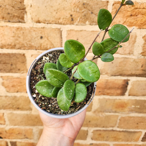 Hoya Mathilde - 105mm