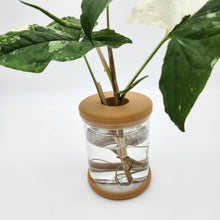 Load image into Gallery viewer, Hydro Plant Pot Vase / Propagation Vase - 12.8x9cm
