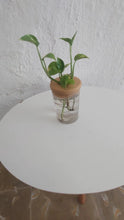 Load image into Gallery viewer, Hydro Plant Pot Vase / Propagation Vase - 12.8x9cm
