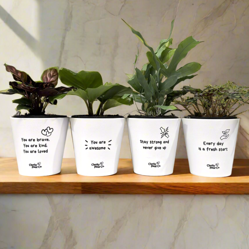 Potted Plants in Positive Pots Four Pack Gift - Sydney Only