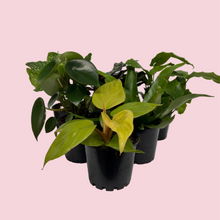 Load image into Gallery viewer, Indoor Plant Starters (Assorted Pack of 6) - 100mm - Sydney Only
