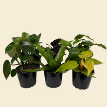 Load image into Gallery viewer, Indoor Plant Starters (Assorted Pack of 6) - 100mm - Sydney Only
