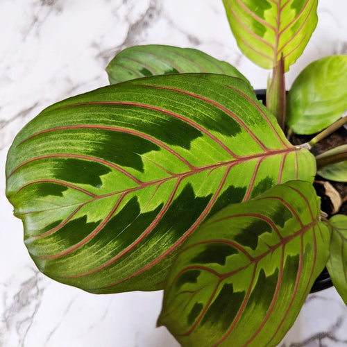 Maranta leuconeura Red Vein Prayer Plant - 105mm