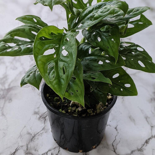 Monstera Adansonii Mini Monkey Mask - 120mm