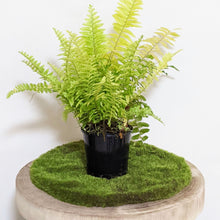 Load image into Gallery viewer, Nephrolepis exaltata / Variegated Boston Tiger Fern - 100mm
