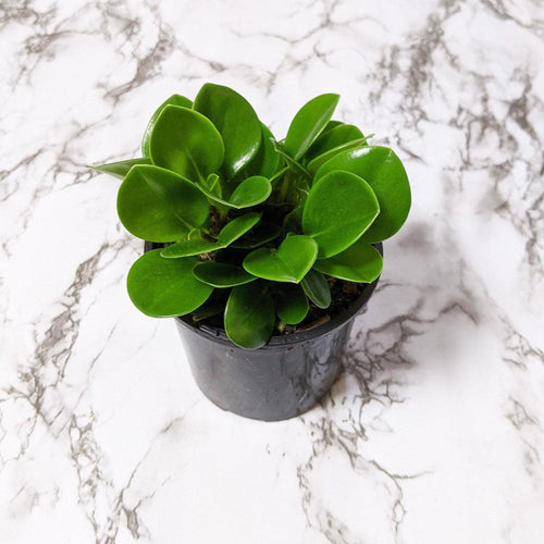 Peperomia Jade (Peperomia obtusifolia) - 105mm