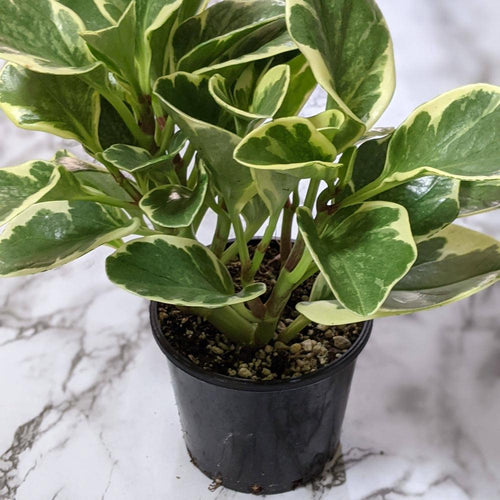 Peperomia obtusifolia Variegata Green And White - 105mm