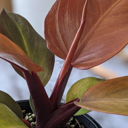 Philodendron Prince Of Orange - 130mm