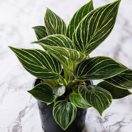 Philodendron birkin - 105mm