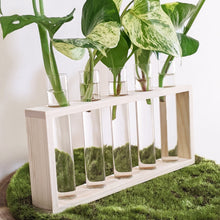 Load image into Gallery viewer, Propagation Station - 5 Tubes - Cheeky Plant Co.
