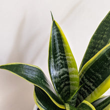 Load image into Gallery viewer, Sansevieria Trifasciata Superba / Mother-In-Law's Tongue - 180mm Ceramic Pot - Sydney Only
