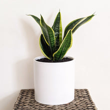 Load image into Gallery viewer, Sansevieria Trifasciata Superba / Mother-In-Law's Tongue - 180mm Ceramic Pot - Sydney Only
