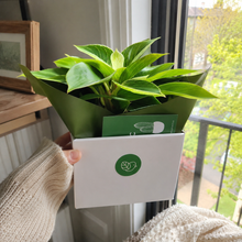 Load image into Gallery viewer, Assorted Plant Gift in 140mm Pot - Sydney Only
