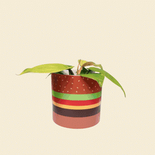 Load image into Gallery viewer, Assorted Potted Plant - CHOOSE YOUR CHEEKY POT - Sydney Only
