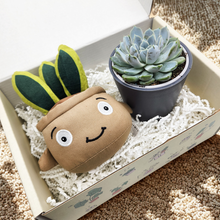 Load image into Gallery viewer, Snake Plant Plushie &amp; Succulent Gift Box
