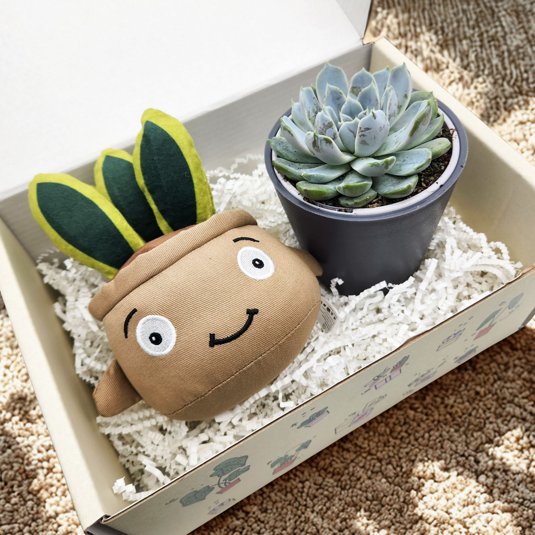 Snake Plant Plushie & Succulent Gift Box
