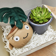 Load image into Gallery viewer, Monstera Plant Plushie &amp; Succulent Gift Box
