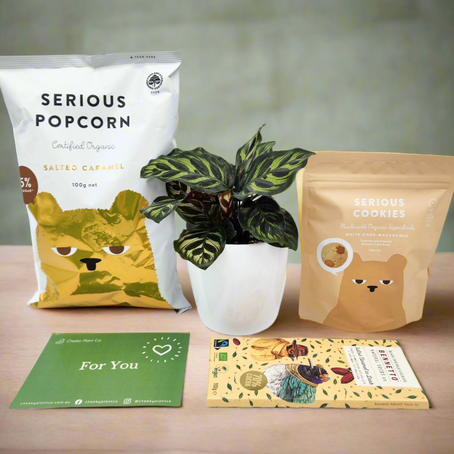 Pet Friendly Plant Gift Hamper - Sydney Only