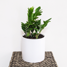 Load image into Gallery viewer, Zamioculcas zamiifolia / Zanzibar gem / ZZ Plant - 180mm Ceramic Pot - Sydney Only
