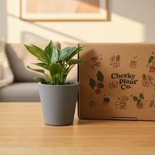 Load image into Gallery viewer, Plant Condolence Gift - Assorted Sympathy Plant in Gift Box
