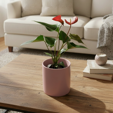 Load image into Gallery viewer, Anthurium Flamingo Flower - 140mm Ceramic Pot - Sydney Only
